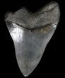 Megalodon Tooth - South Carolina #39255-1